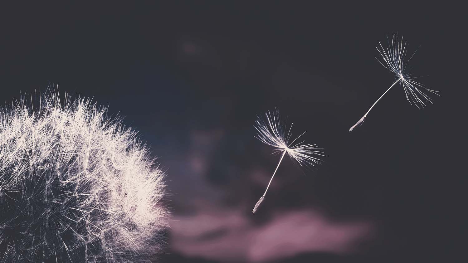 Dandelion Background