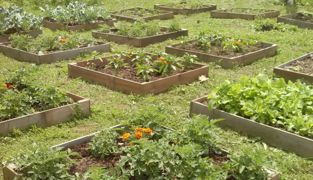 Our Fostoria Garden, 2014